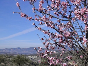 Almond blossom at Quatretondeta
